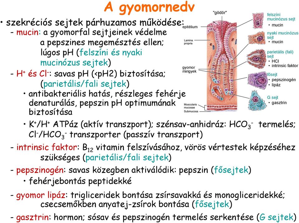 transzport); szénsav-anhidráz: HCO - 3 Cl - /HCO 3- transzporter (passzív transzport) felszíni mucinózus sejt mucin nyaki mucinózus sejt mucin parietális (fali) sejt HCl intrinsic faktor fősejt