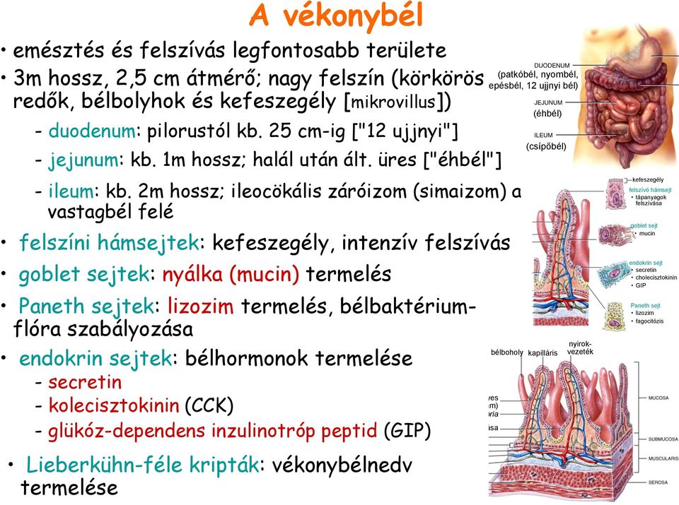 2m hossz; ileocökális záróizom (simaizom) a vastagbél felé felszíni hámsejtek: kefeszegély, intenzív felszívás goblet sejtek: nyálka (mucin) termelés Paneth sejtek: lizozim termelés,