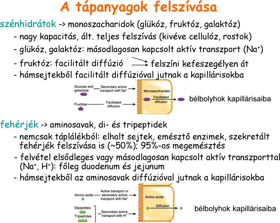 hámsejtekből facilitált diffúzióval jutnak a kapillárisokba bélbolyhok kapillárisaiba fehérjék -> aminosavak, di- és tripeptidek - nemcsak táplálékból: elhalt sejtek, emésztő