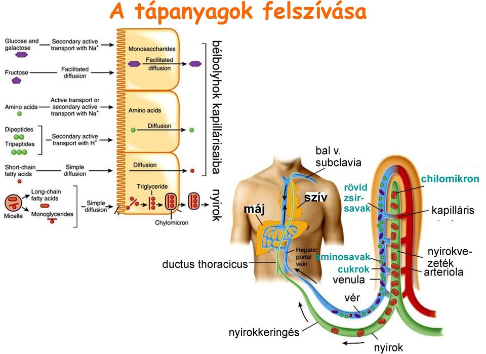 subclavia szív rövid zsírsavak chilomikron kapilláris