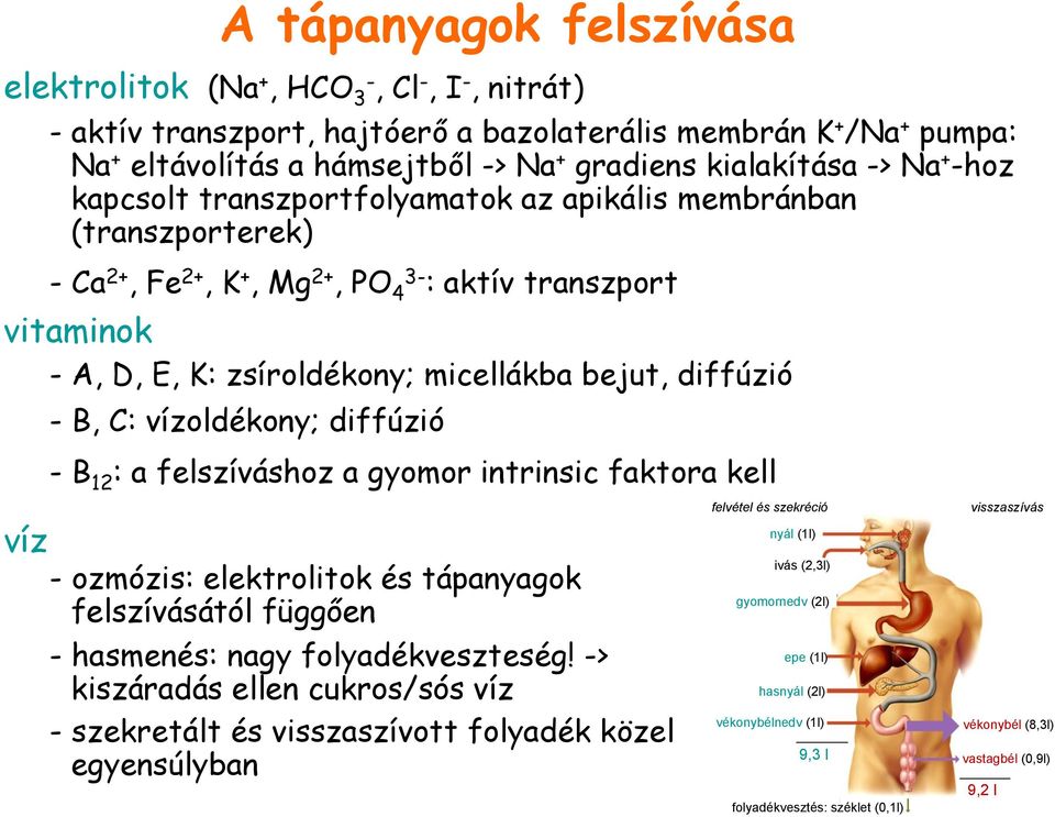 diffúzió - B, C: vízoldékony; diffúzió - B 12 : a felszíváshoz a gyomor intrinsic faktora kell víz - ozmózis: elektrolitok és tápanyagok felszívásától függően - hasmenés: nagy folyadékveszteség!