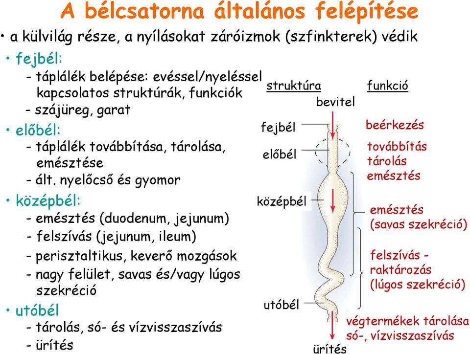 nyelőcső és gyomor középbél: - emésztés (duodenum, jejunum) - felszívás (jejunum, ileum) - perisztaltikus, keverő mozgások - nagy felület, savas és/vagy lúgos szekréció