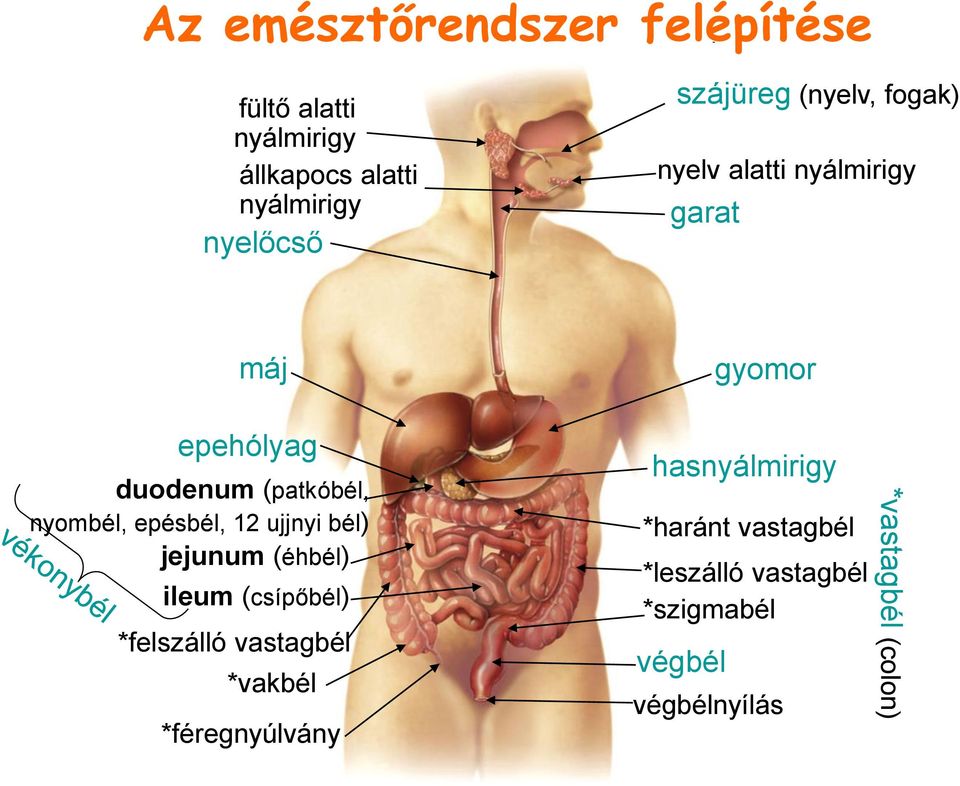 ujjnyi bél) jejunum (éhbél) ileum (csípőbél) *felszálló vastagbél *vakbél *féregnyúlvány gyomor