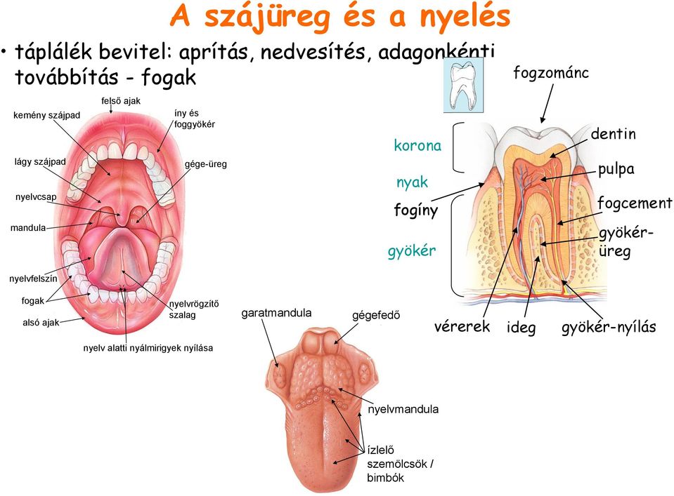 pulpa fogcement mandula gyökér gyökérüreg nyelvfelszín fogak alsó ajak nyelvrögzítő szalag garatmandula