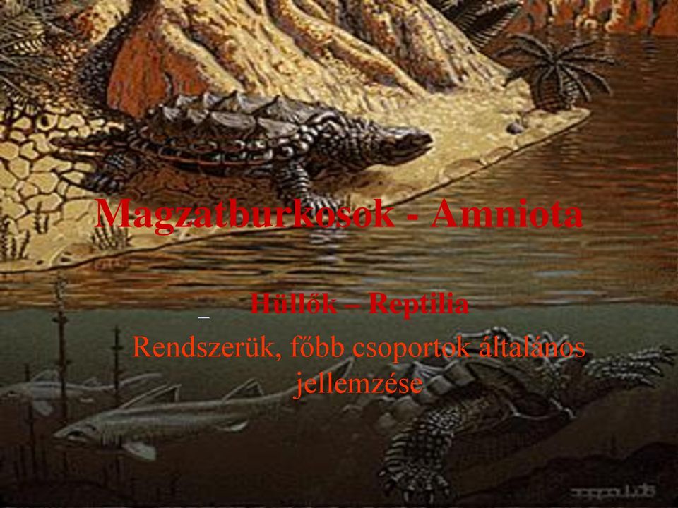 Reptilia Rendszerük,