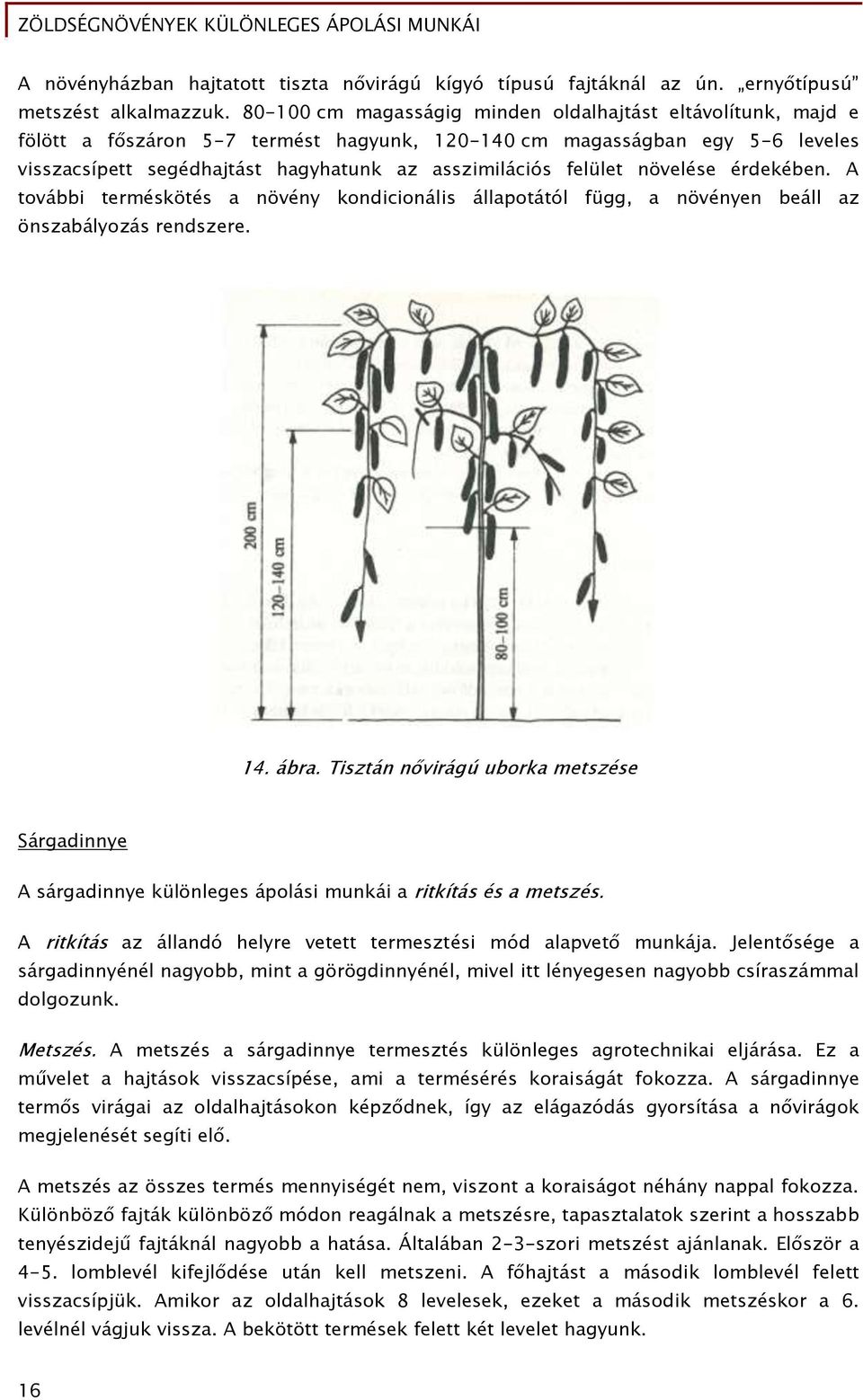 felület növelése érdekében. A további terméskötés a növény kondicionális állapotától függ, a növényen beáll az önszabályozás rendszere. 14. ábra.