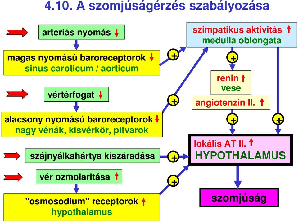 szájnyálkahártya kiszáradása vér ozmolaritása "osmosodium" receptorok hypothalamus + + + +