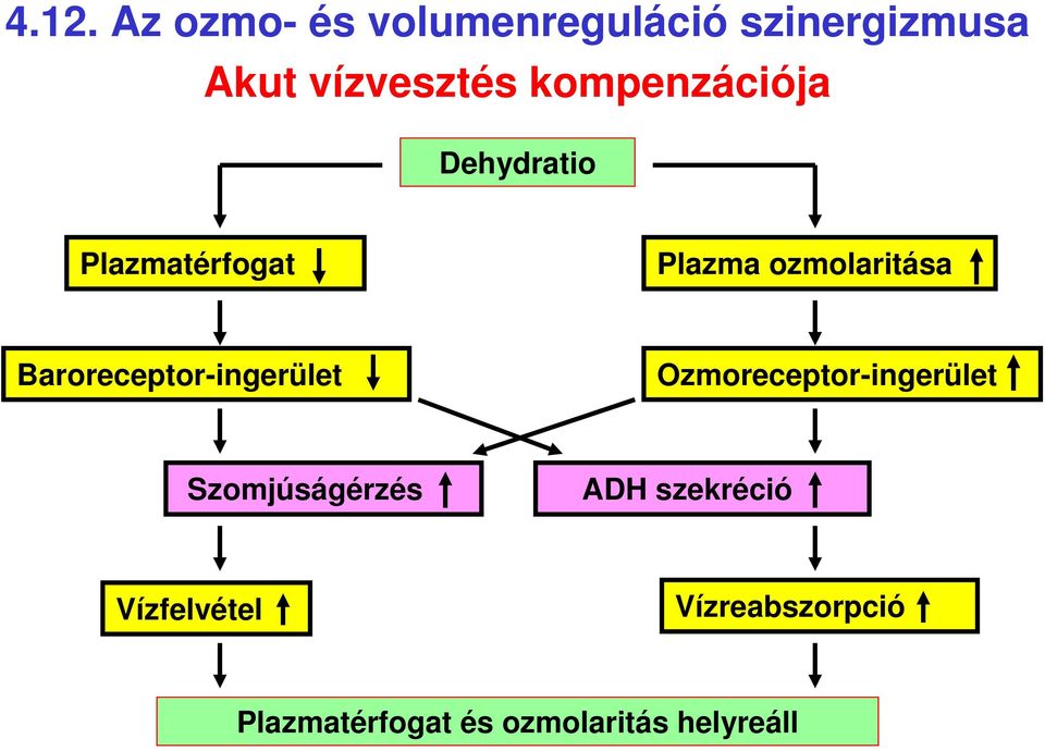 Baroreceptor-ingerület Ozmoreceptor-ingerület Szomjúságérzés ADH