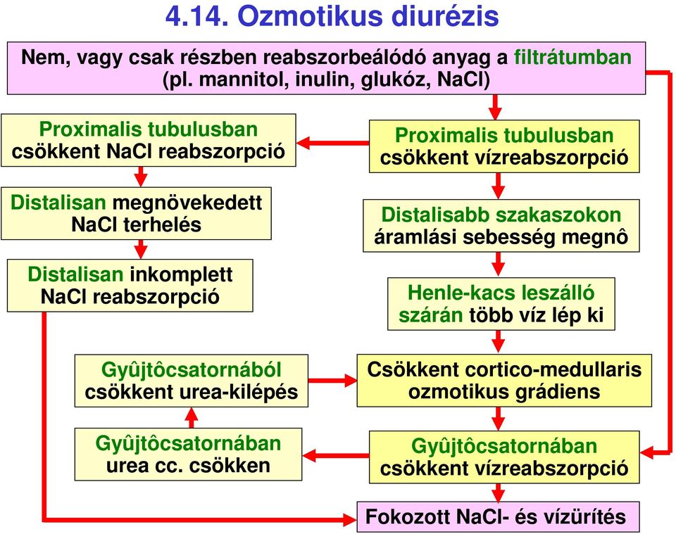 NaCl reabszorpció Gyûjtôcsatornából csökkent urea-kilépés Gyûjtôcsatornában urea cc.