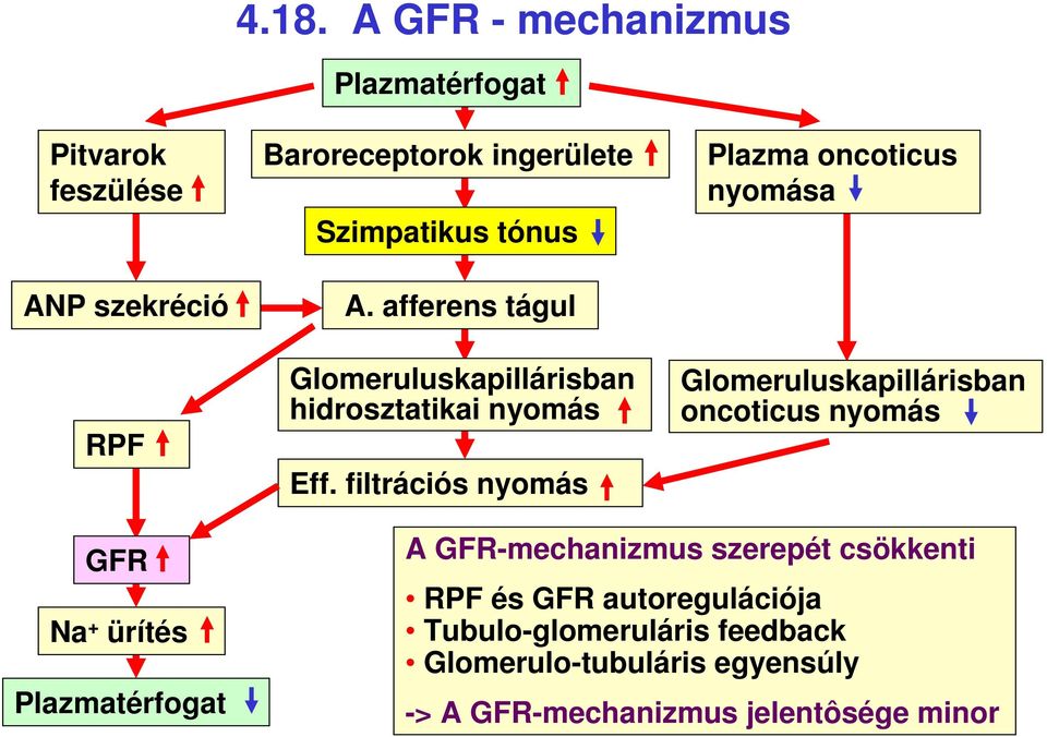 filtrációs nyomás Plazma oncoticus nyomása Glomeruluskapillárisban oncoticus nyomás GFR Na + ürítés Plazmatérfogat A