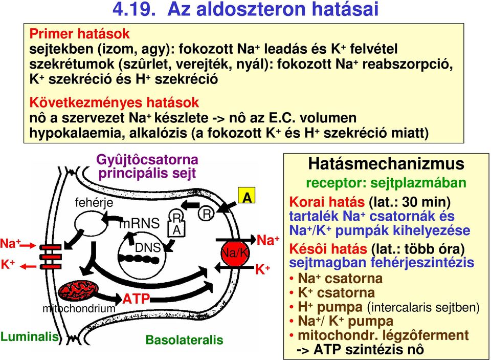 volumen hypokalaemia, alkalózis (a fokozott K + és H + szekréció miatt) Na + K + Luminalis fehérje mitochondrium Gyûjtôcsatorna principális sejt mrns DNS ATP R A R Basolateralis A Na/K Na +