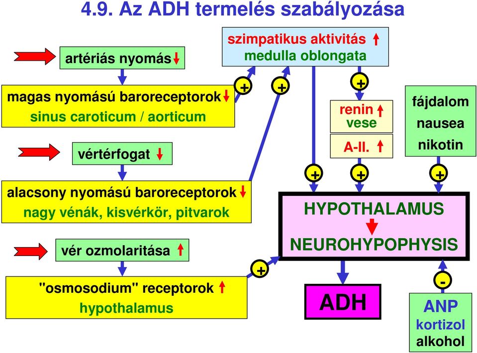 aktivitás medulla oblongata + + + + renin vese A-II.