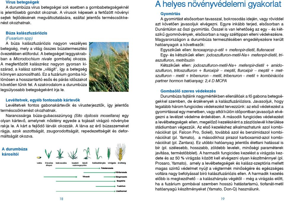 Búza kalászfuzáriózis (Fusarium spp) A búza kalászfuzáriózis nagyon veszélyes betegség, mely a világ összes búzatermesztési övezetében előfordul.