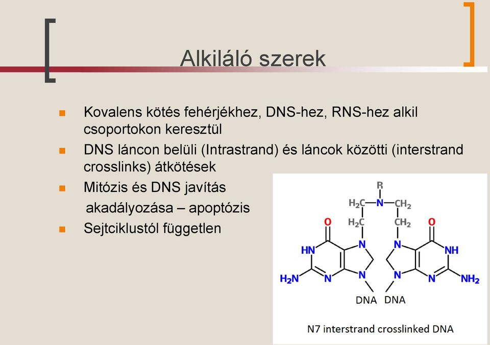 és láncok közötti (interstrand crosslinks) átkötések Mitózis