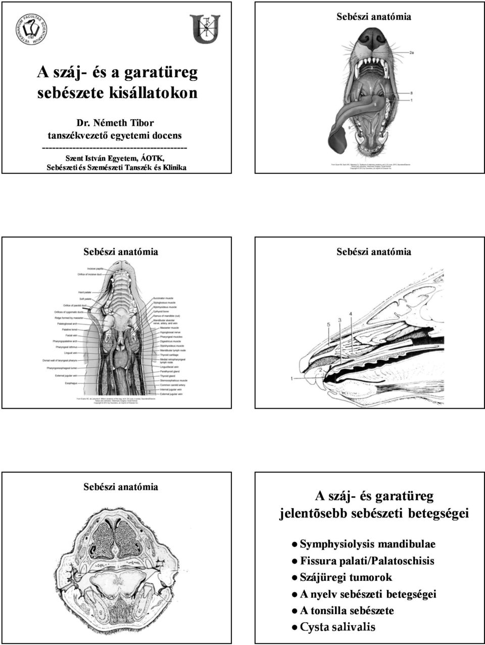 Egyetem, ÁOTK, Sebészeti és Szemészeti Tanszék és Klinika Sebészi anatómia Sebészi anatómia Sebészi