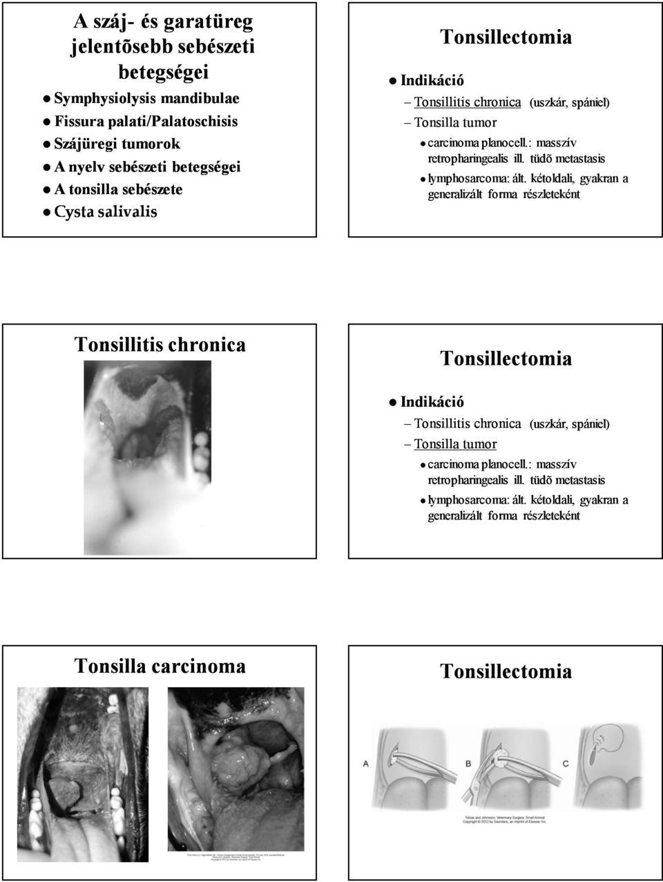 tüdõ metastasis lymphosarcoma: ált. kétoldali, gyakran a generalizált forma részleteként Tonsillitis chronica  tüdõ metastasis lymphosarcoma: ált.