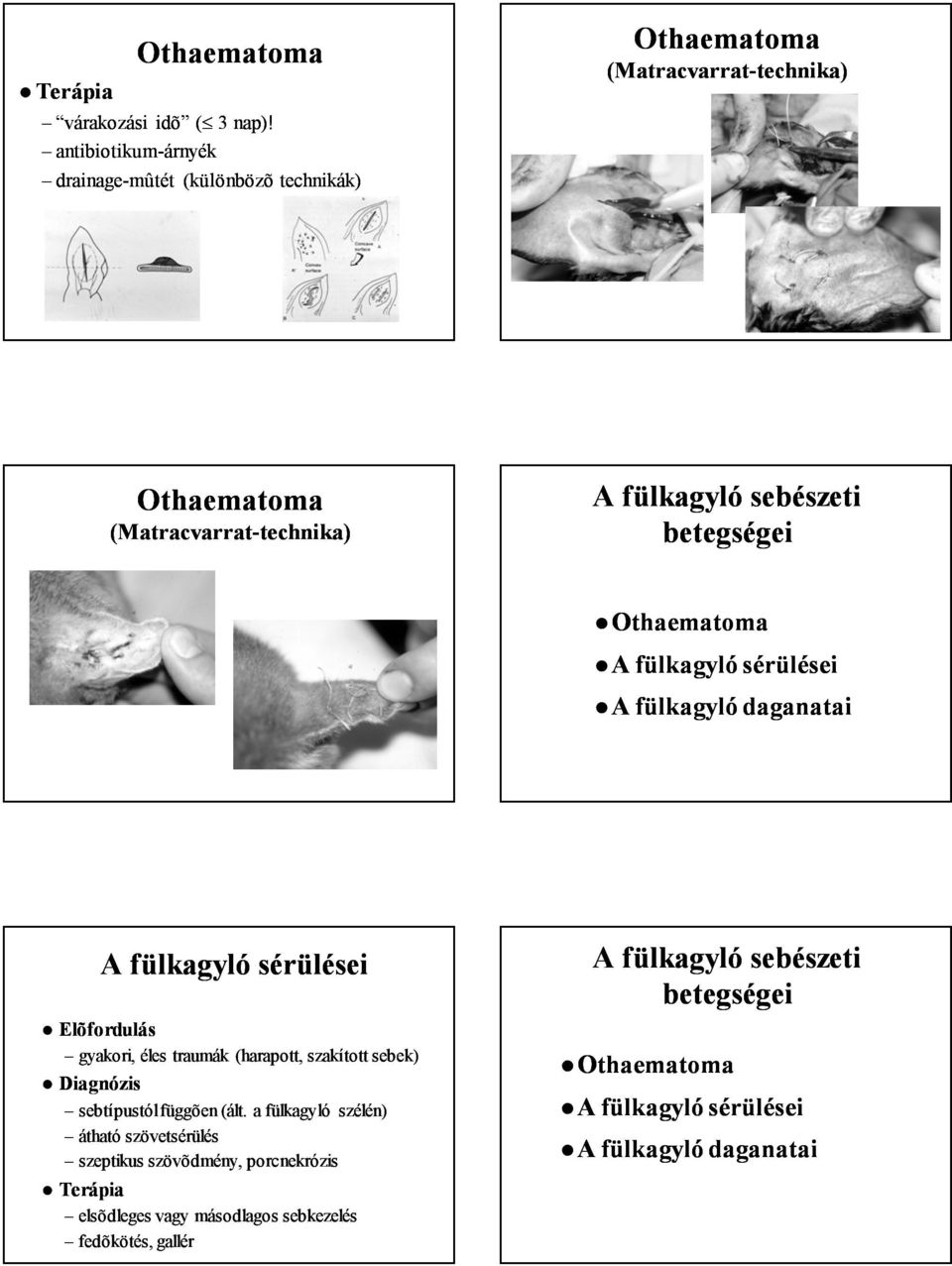 fülkagyló sebészeti betegségei Othaematoma A fülkagyló sérülései A fülkagyló daganatai A fülkagyló sérülései Elõfordulás gyakori, éles traumák (harapott,