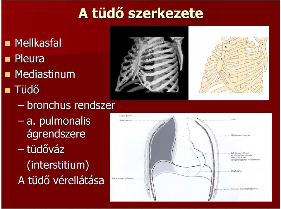 pulmonalis ágrendszere tüdőváz