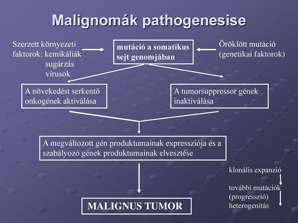 tumorsuppressor gének inaktiválása A megváltozott gén produktumainak expressziója és a szabályozó