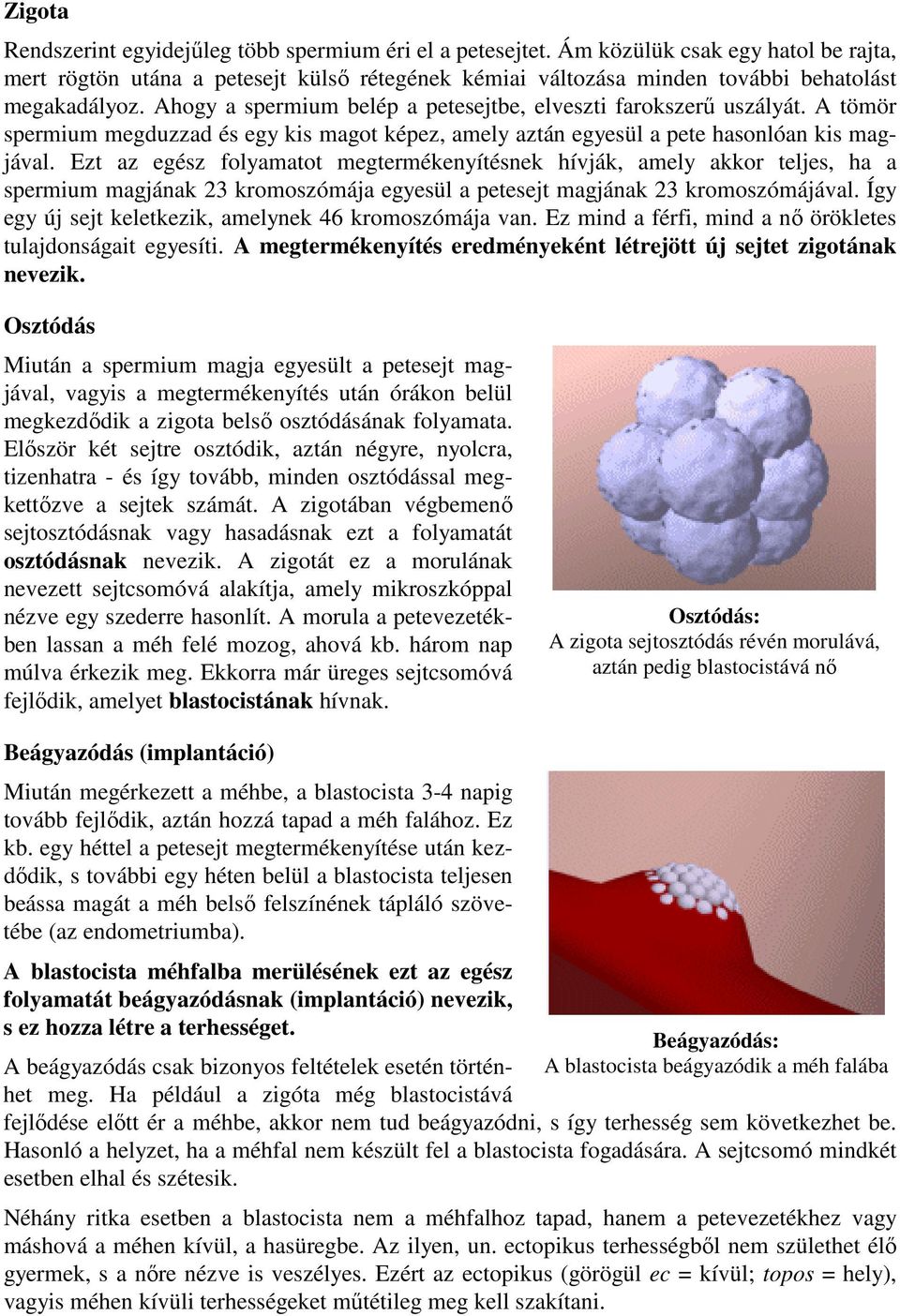 Ahogy a spermium belép a petesejtbe, elveszti farokszerű uszályát. A tömör spermium megduzzad és egy kis magot képez, amely aztán egyesül a pete hasonlóan kis magjával.