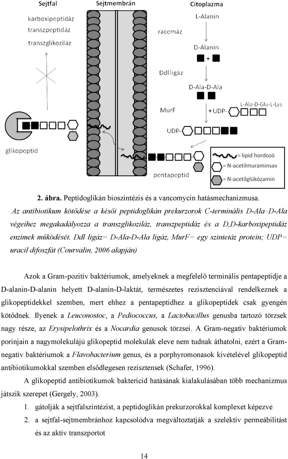 Ddl ligáz= D-Ala-D-Ala ligáz, MurF= egy szintetáz protein; UDP= uracil difoszfát (Courvalin, 2006 alapján) Azok a Gram-pozitív baktériumok, amelyeknek a megfelelő terminális pentapeptidje a