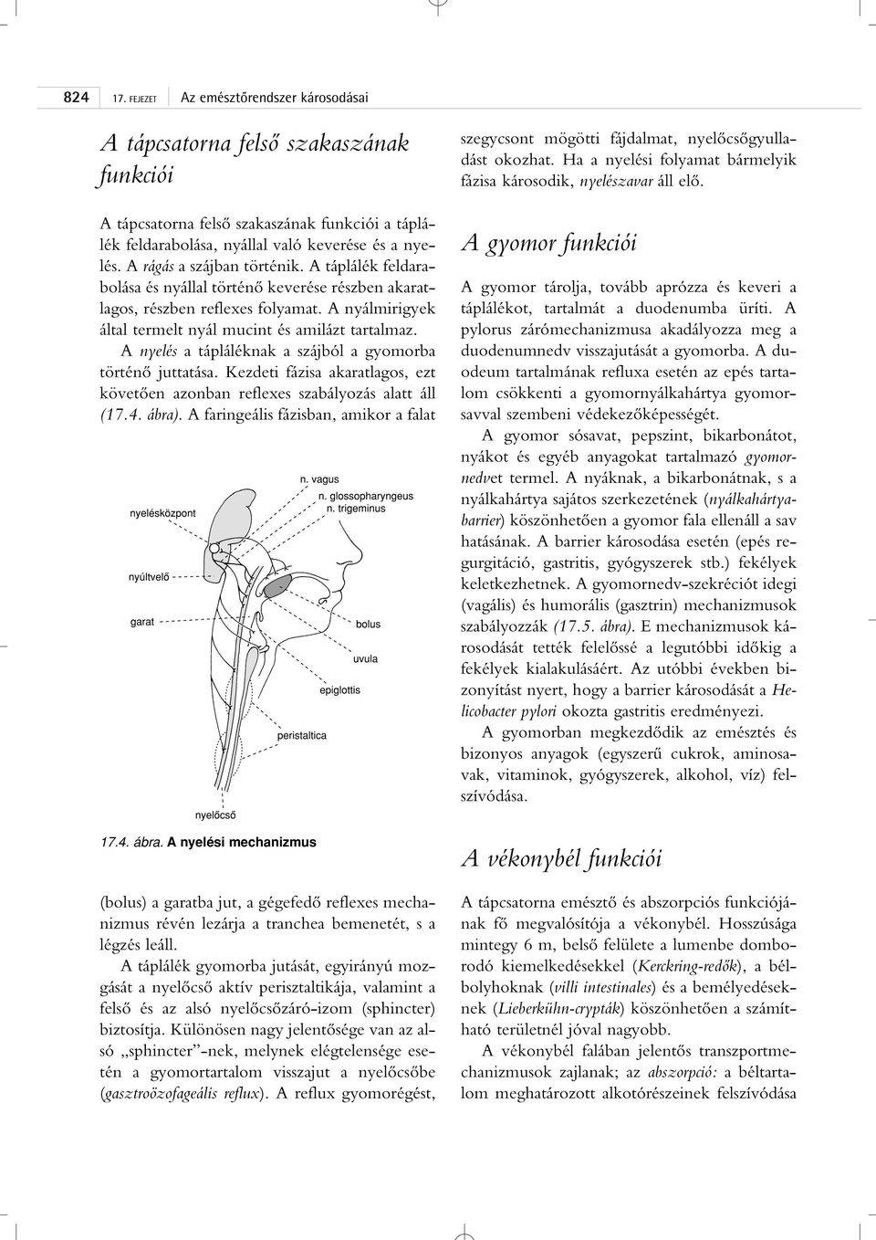 A nyelés a tápláléknak a szájból a gyomorba történô juttatása. Kezdeti fázisa akaratlagos, ezt követôen azonban reflexes szabályozás alatt áll (17.4. ábra).