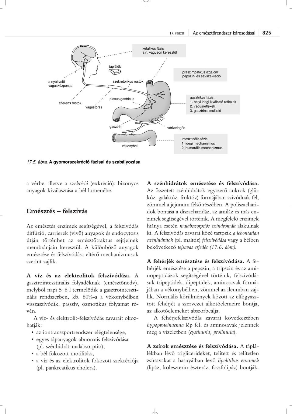 A különbözô anyagok emésztése és felszívódása eltérô mechanizmusok szerint zajlik. A víz és az elektrolitok felszívódása.