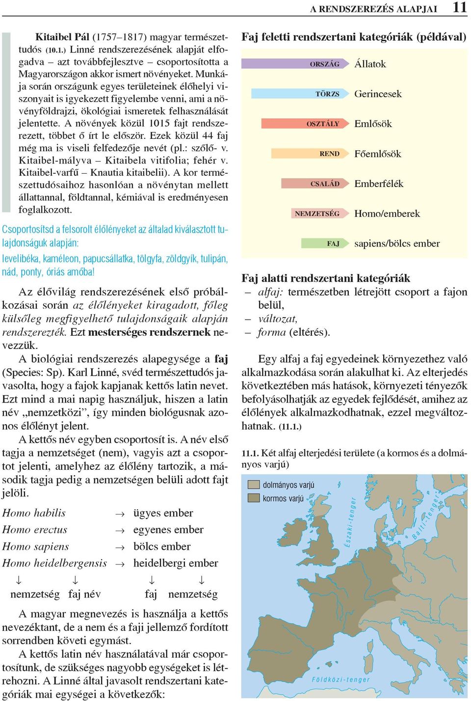 A növények közül 1015 fajt rendszerezett, többet õ írt le elõször. Ezek közül 44 faj még ma is viseli felfedezõje nevét (pl.: szõlõ- v. Kitaibel-mályva Kitaibela vitifolia; fehér v.