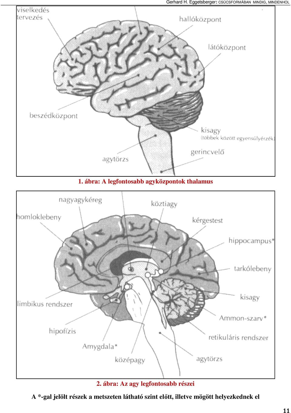 ábra: Az agy legfontosabb részei A *-gal