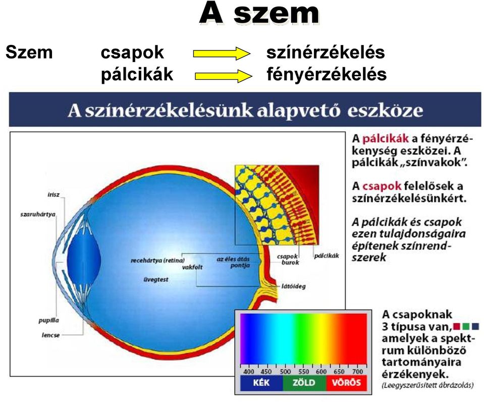 színérzékelés