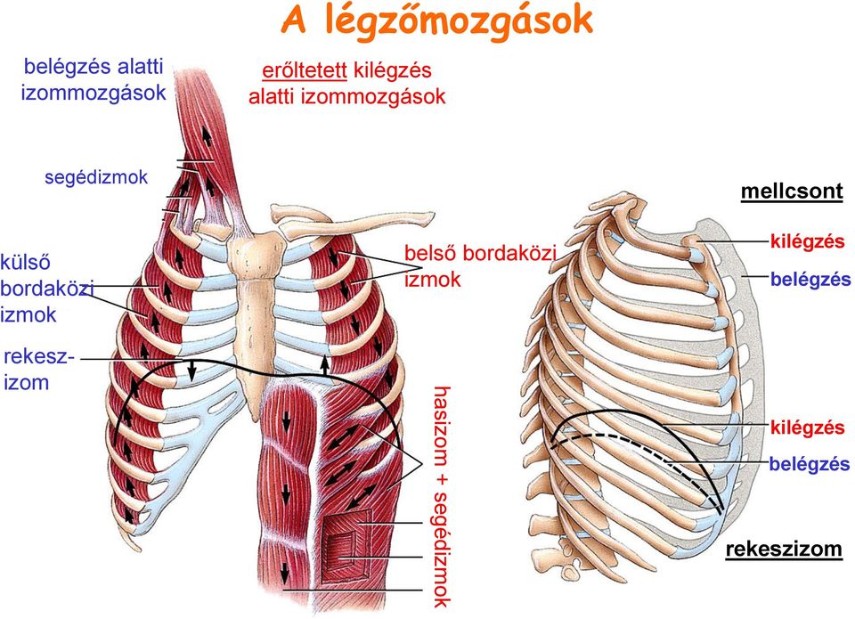 rekeszizom segédizmok belső bordaközi izmok hasizom +