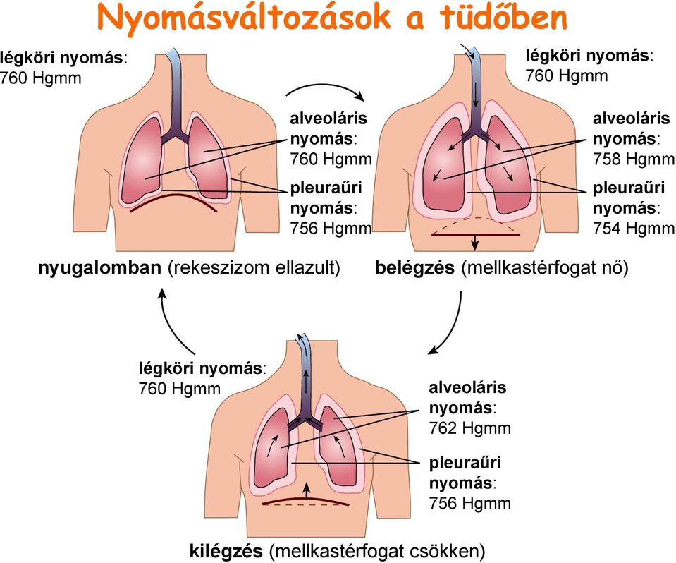 754 Hgmm nyugalomban (rekeszizom ellazult) belégzés (mellkastérfogat nő) légköri nyomás: