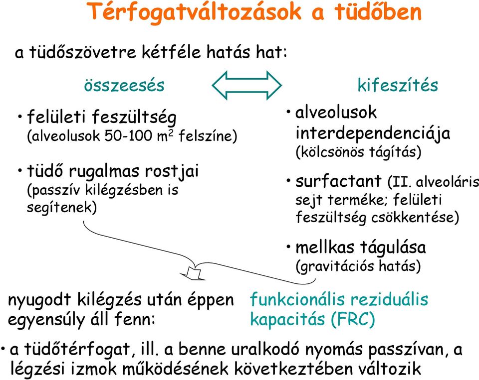 alveoláris sejt terméke; felületi feszültség csökkentése) nyugodt kilégzés után éppen egyensúly áll fenn: mellkas tágulása (gravitációs