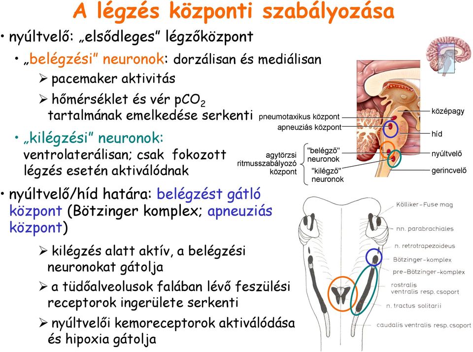 apneuziás központ) kilégzés alatt aktív, a belégzési neuronokat gátolja a tüdőalveolusok falában lévő feszülési receptorok ingerülete serkenti nyúltvelői kemoreceptorok