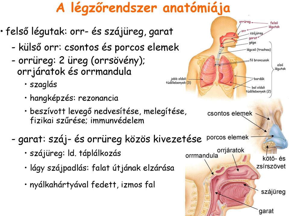szájüreg garat gége légcső (trachea) fő broncusok bordák bal oldali tüdőlebenyek (2) felső légutak alsó légutak - garat: száj- és orrüreg közös kivezetése
