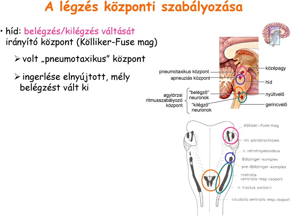 belégzést vált ki pneumotaxikus központ apneuziás központ agytörzsi