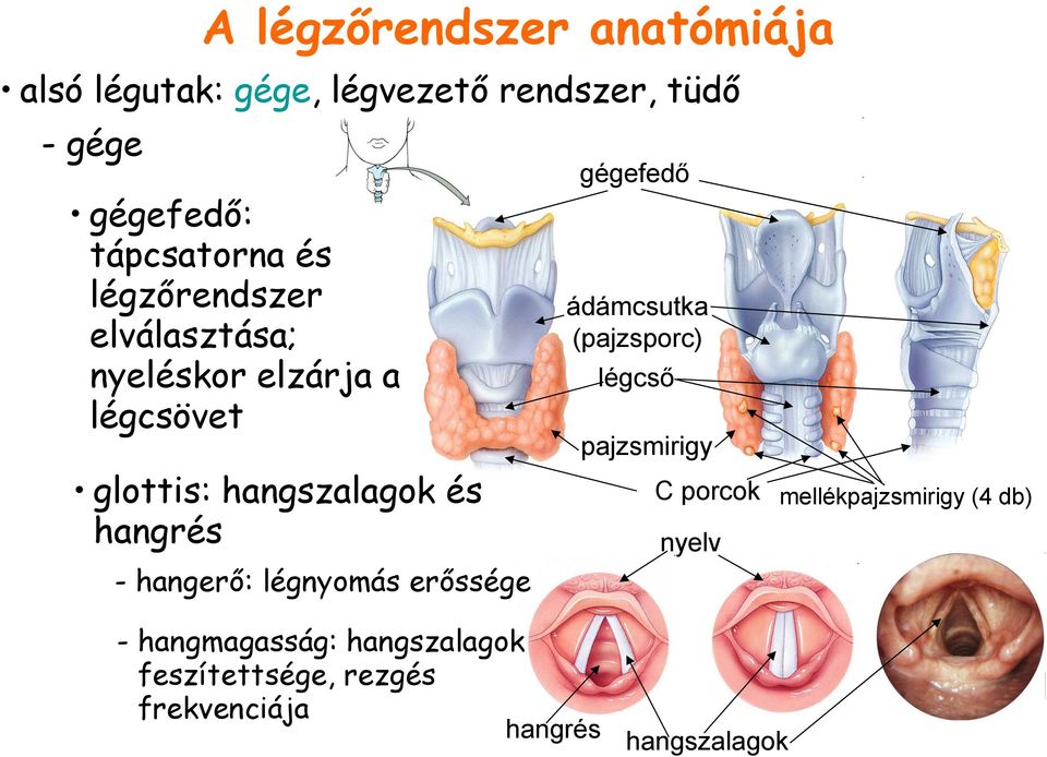 hangrés - hangerő: légnyomás erőssége gégefedő ádámcsutka (pajzsporc) légcső pajzsmirigy C porcok