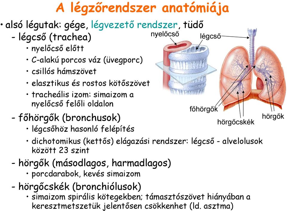 dichotomikus (kettős) elágazási rendszer: légcső - alvelolusok között 23 szint - hörgők (másodlagos, harmadlagos) porcdarabok, kevés simaizom -