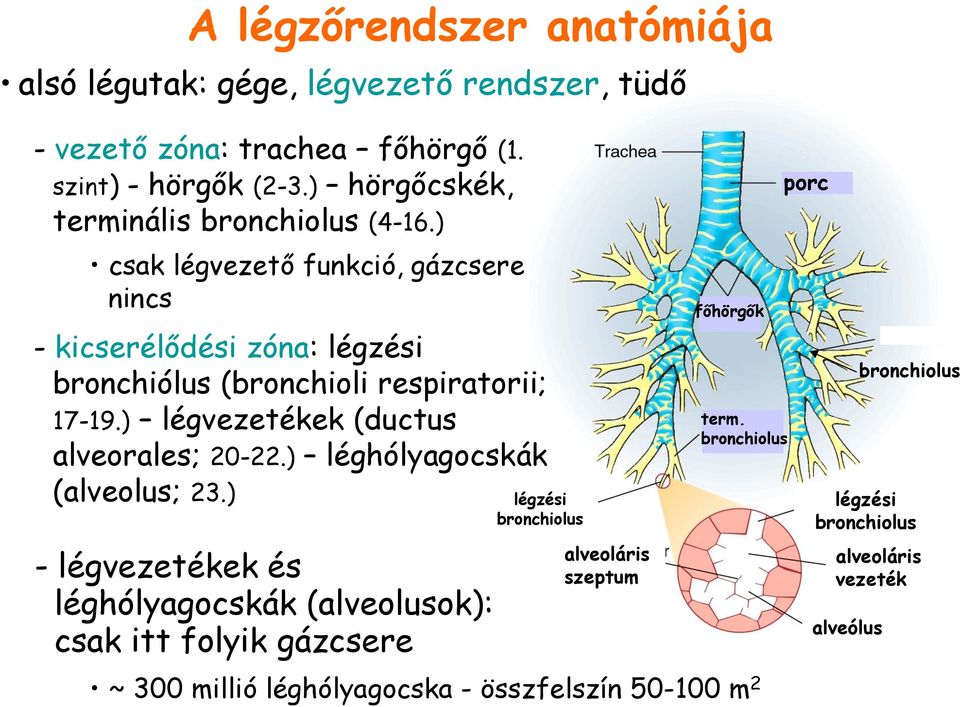 ) csak légvezető funkció, gázcsere nincs - kicserélődési zóna: légzési bronchiólus (bronchioli respiratorii; 17-19.