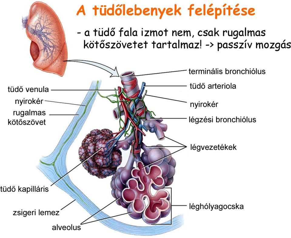 -> passzív mozgás terminális bronchiólus tüdő venula nyirokér rugalmas