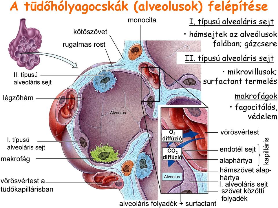 típusú alveoláris sejt mikrovillusok; surfactant termelés makrofágok fagocitálás, védelem I.