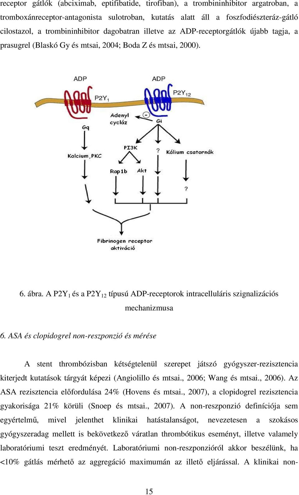 A P2Y 1 és a P2Y 12 típusú ADP-receptorok intracelluláris szignalizációs mechanizmusa 6.