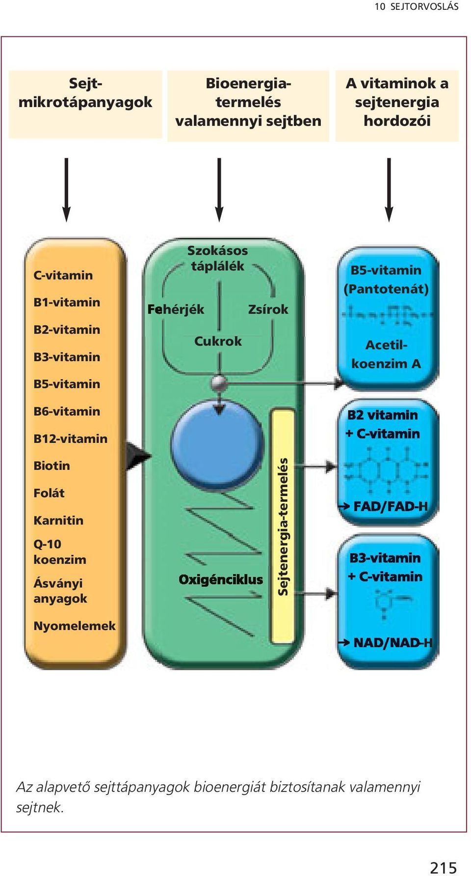 (Pantotenát) Acetilkoenzim A B2 vitamin + C-vitamin Biotin Folát Karnitin Q-10 koenzim Ásványi anyagok Oxigénciklus