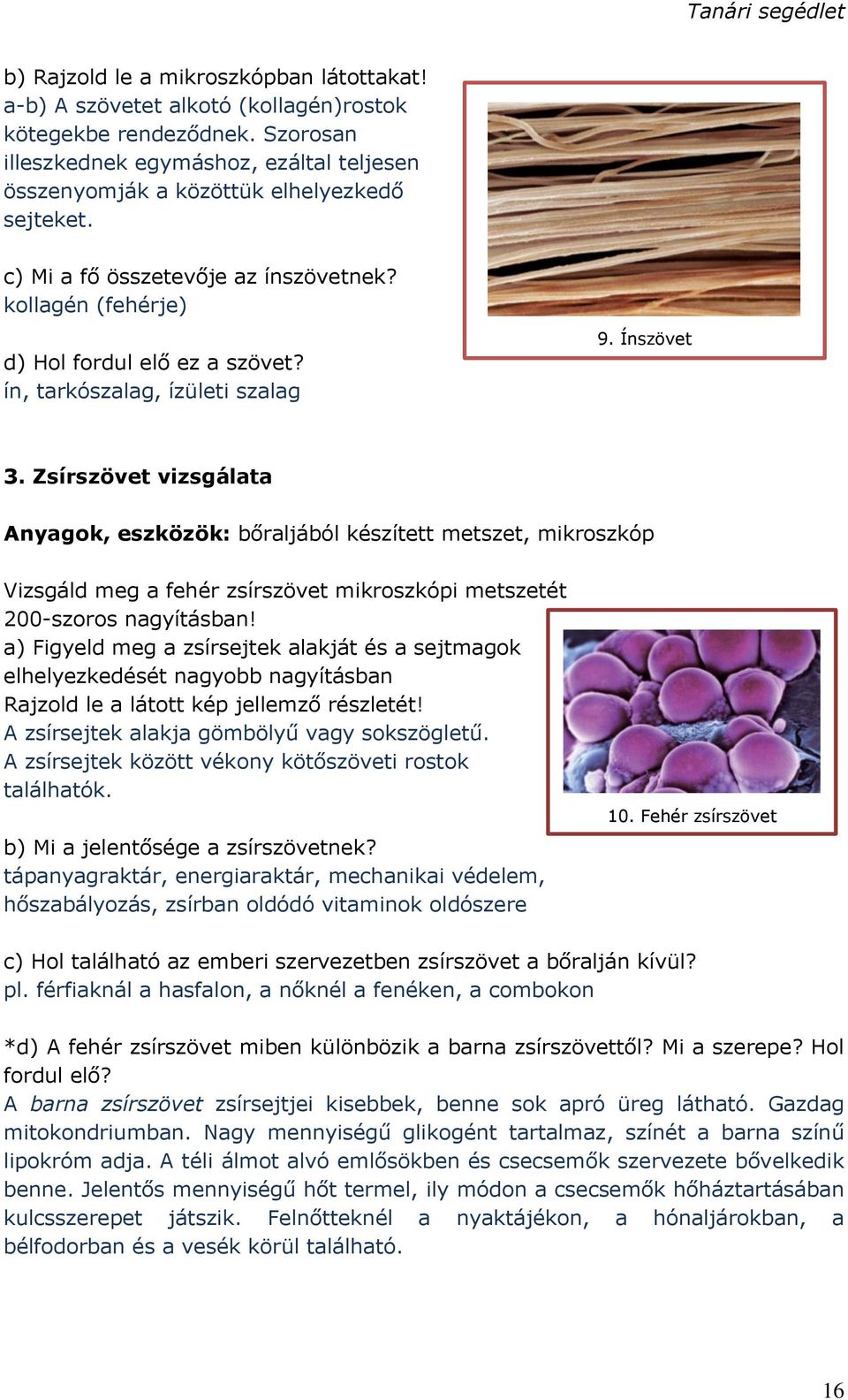 ín, tarkószalag, ízületi szalag 9. Ínszövet 3.