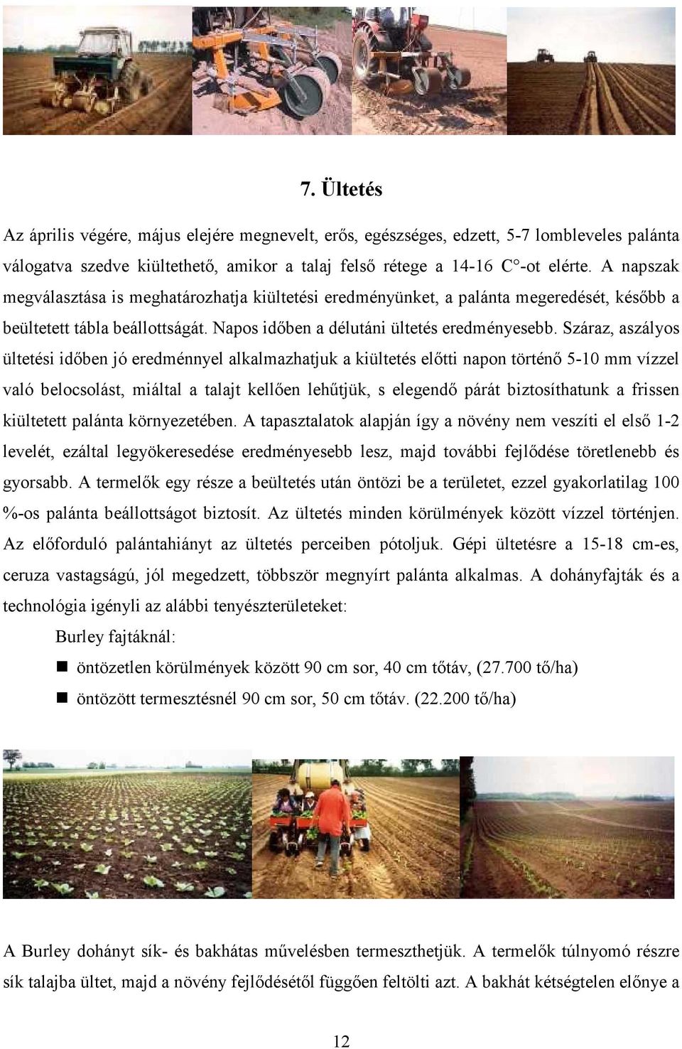 Száraz, aszályos ültetési időben jó eredménnyel alkalmazhatjuk a kiültetés előtti napon történő 5-10 mm vízzel való belocsolást, miáltal a talajt kellően lehűtjük, s elegendő párát biztosíthatunk a