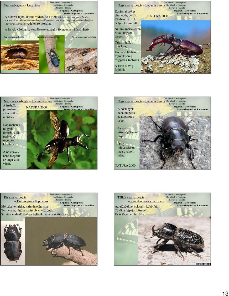 szarvasbogár Lucanus cervus Eurázsiai széles elterjedés, de É- EU-ban már sok helyen kipusztult Nálunk mérsékelten ritka, nagyon ismert Óriási rágók a hímeken, Korhadó fákban fejlődik, öreg tölgyesek