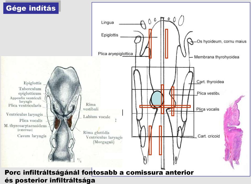 fontosabb a comissura