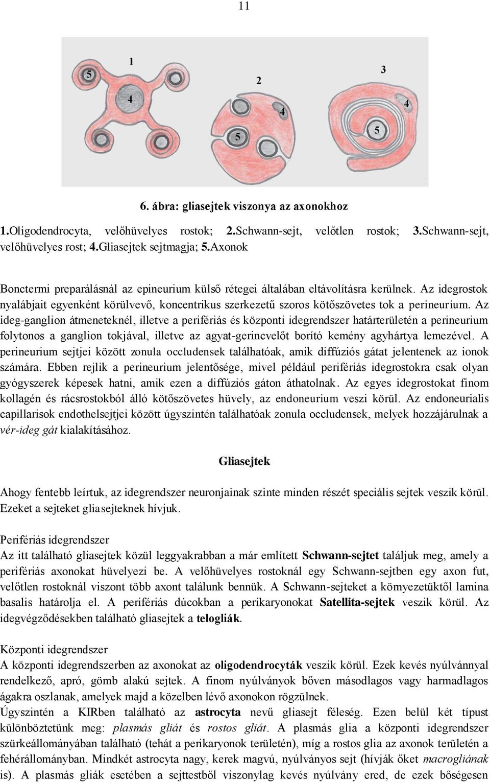 Az idegrostok nyalábjait egyenként körülvevő, koncentrikus szerkezetű szoros kötőszövetes tok a perineurium.