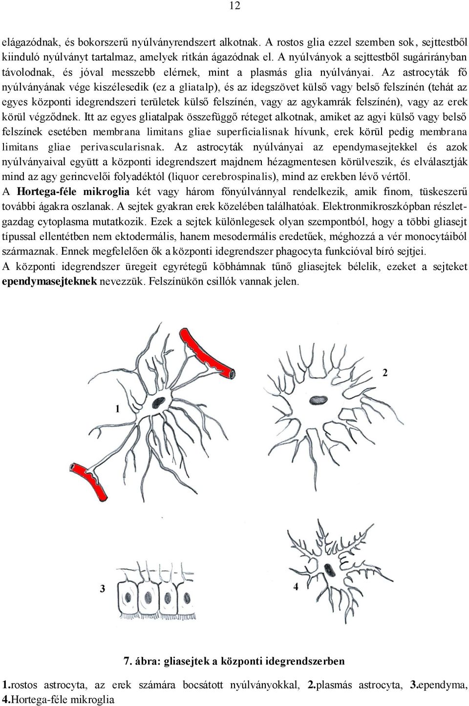 Az astrocyták fő nyúlványának vége kiszélesedik (ez a gliatalp), és az idegszövet külső vagy belső felszínén (tehát az egyes központi idegrendszeri területek külső felszínén, vagy az agykamrák