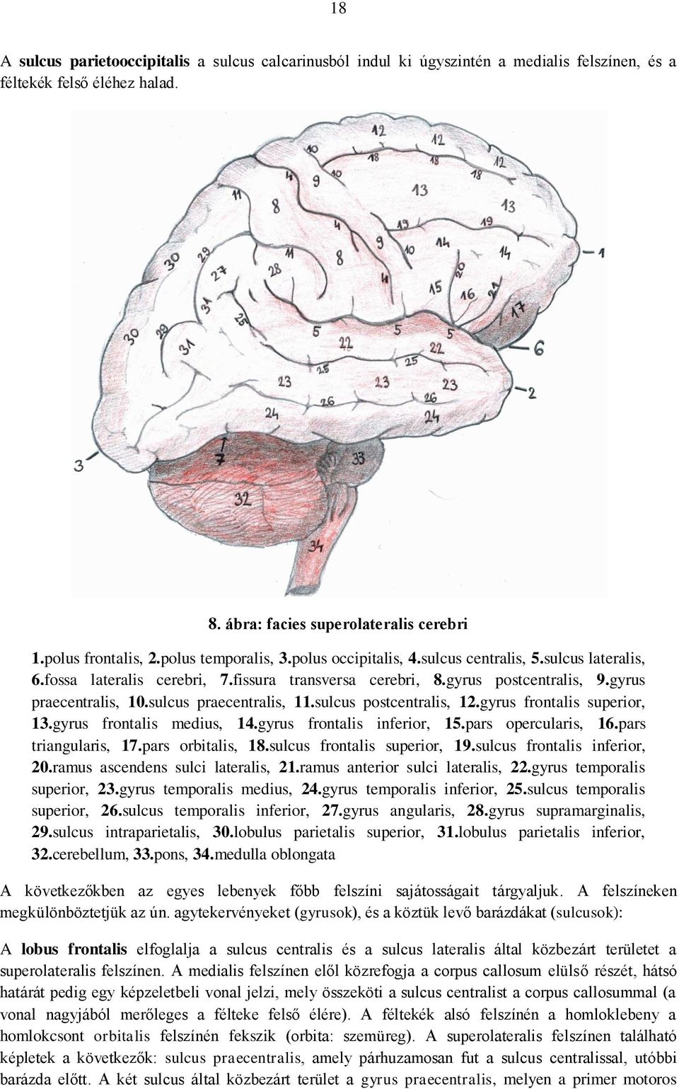 sulcus praecentralis, 11.sulcus postcentralis, 12.gyrus frontalis superior, 13.gyrus frontalis medius, 14.gyrus frontalis inferior, 15.pars opercularis, 16.pars triangularis, 17.pars orbitalis, 18.